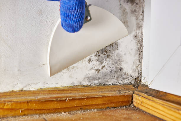 Best Mold Removal for HVAC Installations  in Osburn, ID