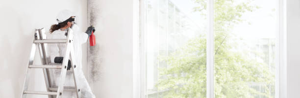 Osburn, ID Mold Removal Company