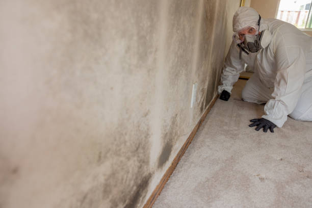 Best Forensic Mold Investigation  in Osburn, ID